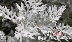 银叶菊鲜切花怎么保鲜 如何保存银叶菊鲜切花