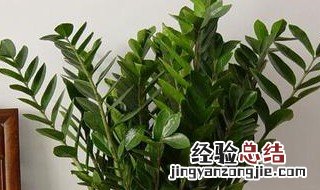 家后门种哪些植物 哪些植物适合种在家的后门