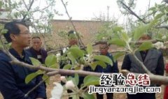 果树化学防霜冻方法 果树化学防霜冻方法是什么