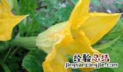 西瓜花怎么分雌雄 西瓜花如何分雌雄