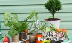 除甲醛绿植十大排名 除甲醛绿植十大排名植物