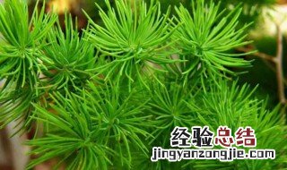 叶子细细的像松针样的盆栽叫什么 叶子细细的像松针样的盆栽叫什么盆