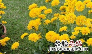 百日菊栽培 盆栽百日菊怎么养殖