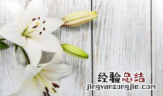 黄色百合花的含义 黄色百合花叫什么名字