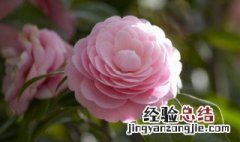 花可以抱着过安检吗 花能过安检嘛