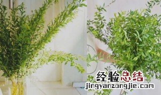 雪柳放家里有忌讳吗 雪柳摆放禁忌