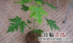 木瓜籽怎么种小盆栽 木瓜籽怎么种植