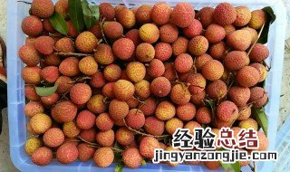 妃子笑吃不了怎么保存 它的简介
