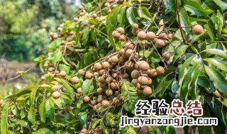 龙眼需要怎么保存 龙眼保存方法