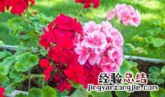 茶花如何嫁接 茶花的嫁接方法