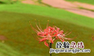 彼岸花寓意是什么 彼岸花寓意简单介绍