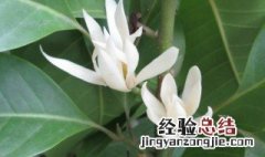 白兰花花语是什么 白兰花花语介绍