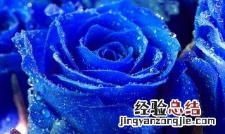 蓝玫瑰花的花语是什么 蓝玫瑰花的花语