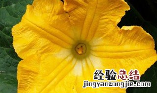 南瓜花有花瓣吗 南瓜花有花蕊吗