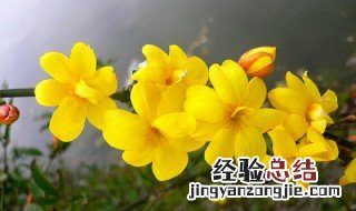 迎春花的病害和治疗方法 关于迎春花的常见疾病和治疗方法