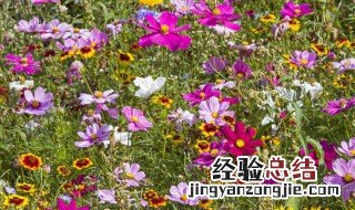 格桑花长什么样 格桑花的外形特征