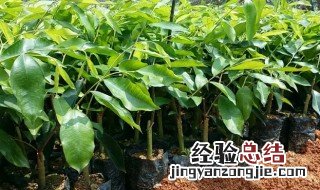 奇楠沉香怎么种植 奇楠沉香怎么种植好,几年回收