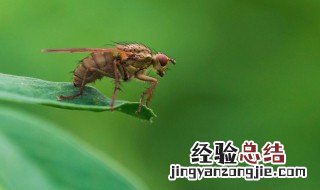 黑腹果蝇对人类有什么危害 黑腹果蝇的危害