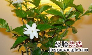 家里养茉莉风水好吗 家里可以养茉莉吗