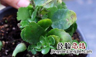 长寿花叶子软薄还能恢复吗 长寿花叶子软薄的原因