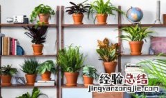 客厅绿植摆放位置风水 客厅绿植摆放风水禁忌