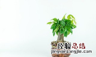 放客厅的发财树一般多高合适 发财树多高适合放客厅