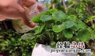 铜钱草的养殖方法是什么 铜钱草的养殖方法介绍