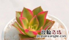 清盛锦花语 清盛锦花语是什么