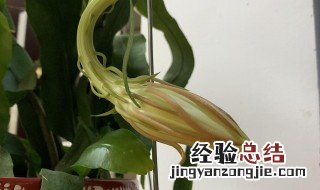 昙花一年开几次花,几月开花 昙花几月开花一年开几次花