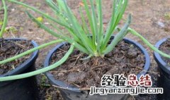 红葱头种植时间和方法 红葱头如何种植