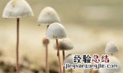 蘑菇的吉祥寓意 蘑菇的吉祥寓意是什么