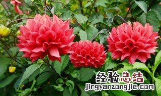 大丽花怎么修剪 大丽花修剪方法介绍