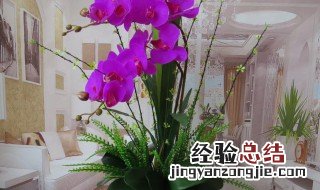 客厅摆放什么仿真花最吉利 客厅摆放什么仿真花最吉利风水