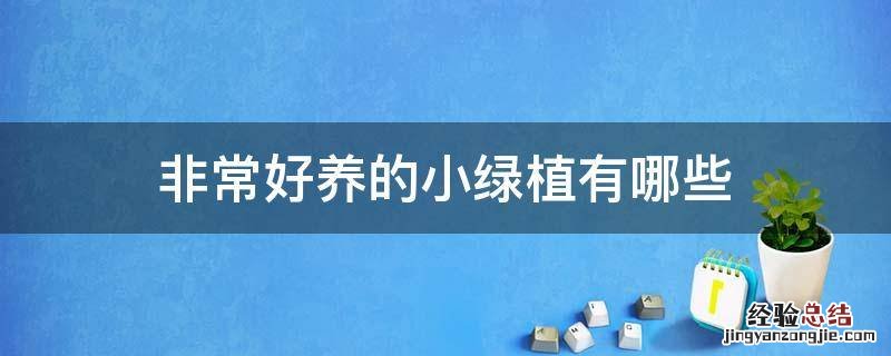 非常好养的小绿植有哪些