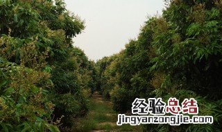 龙眼树施什么肥长得快 龙眼树施哪些肥呢