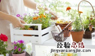 客厅放很多绿植好不好 客厅放绿植多了好吗