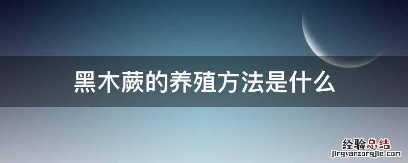 黑木蕨的养殖方法是什么