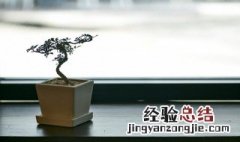 家里能养榕树盆景吗 家里适合养榕树盆景吗