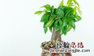 客厅最适合的盆栽植物 客厅盆栽什么植物最好