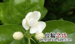 茉莉花的生长过程 茉莉花的生长过程是怎么样的呢