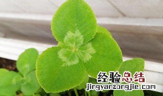 三叶草小盆栽种植方法和注意事项 三叶草小盆栽种植方法和注意事项视频