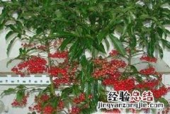 金玉满堂植物怎么养