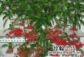 金玉满堂植物怎么养