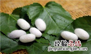 蚕结茧时不吃不喝为什么能活那么久 蚕结茧时不吃不喝为什么能活