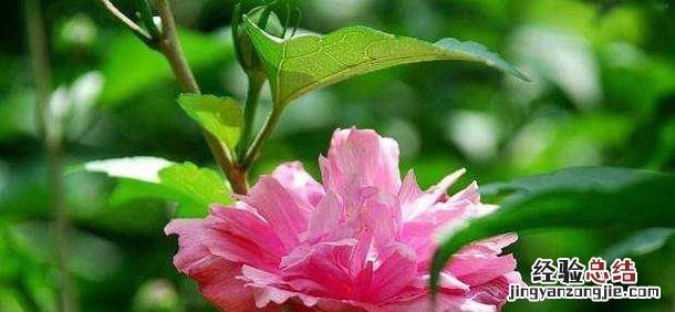 木菊花怎么养才是正确的养殖方法