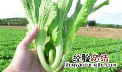 芥菜怎么保存才能保鲜好 芥菜怎么保存才能保鲜