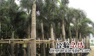 大王椰子养殖方法 大王椰子如何养殖
