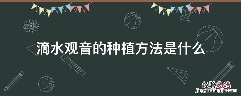 滴水观音的种植方法是什么