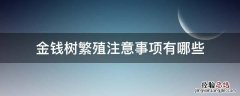 金钱树繁殖注意事项有哪些