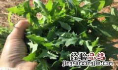 苦马菜叫什么时候有 苦马菜叫什么